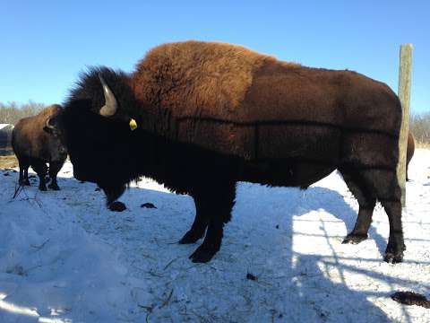 Rocky Meadow Bison